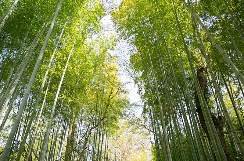 中伊豆・修善寺（静岡）