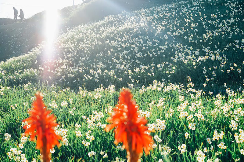 ⑥下田・南伊豆（静岡）