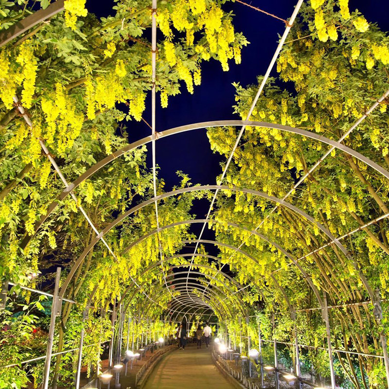 あしかがフラワーパーク　きばな藤