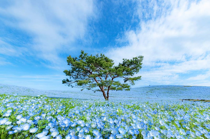 国営ひたち海浜公園　ネモフィラ