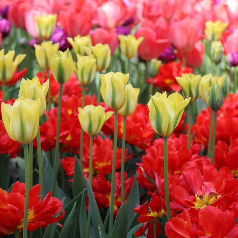 国営ひたち海浜公園　チューリップ