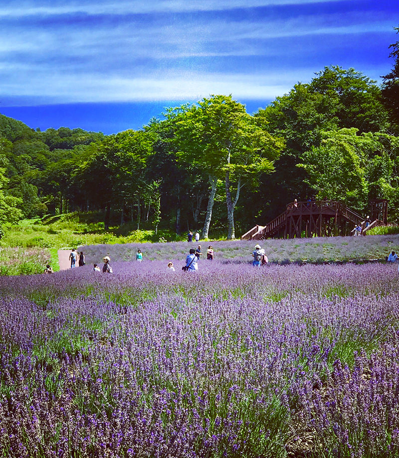 たんばらラベンダーパーク