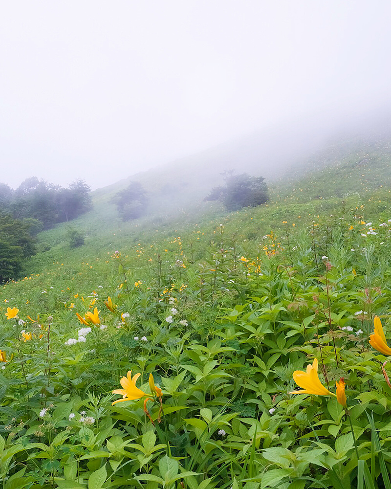 日光霧降高原　キスゲ平園地