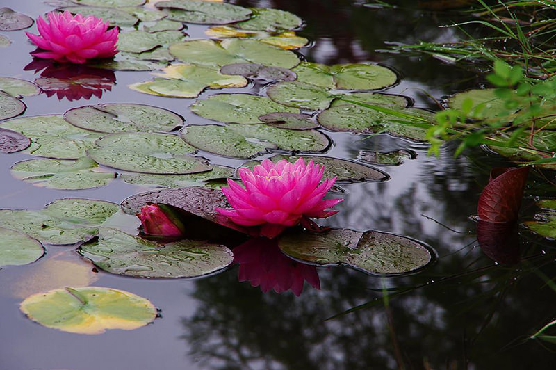 花菜ガーデン　スイレン