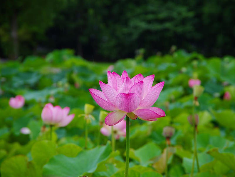 花菜ガーデン　ハス