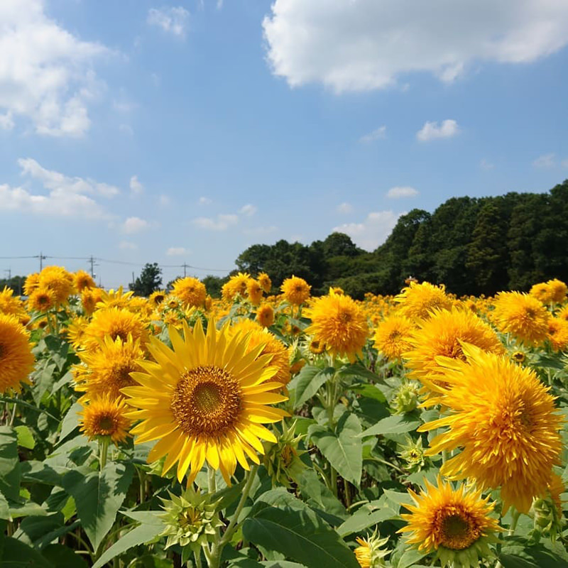 あけのひまわりフェスティバル　青空とひまわり