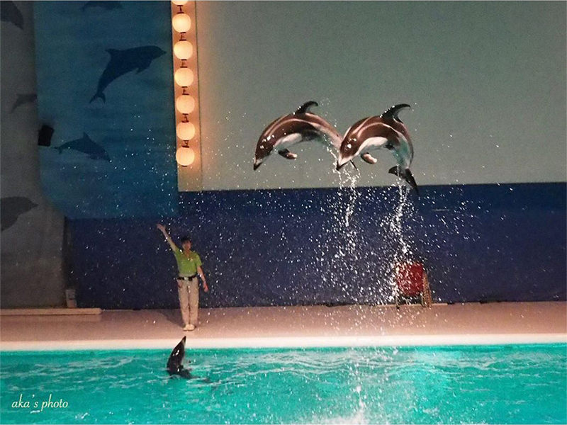 浅虫水族館　イルカショー
