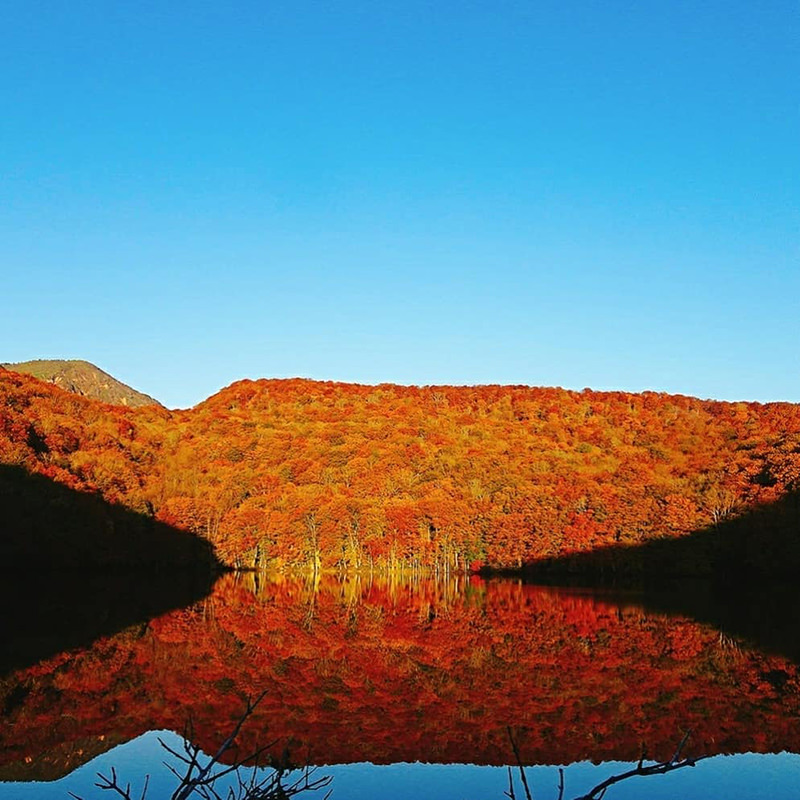 蔦沼の紅葉景色