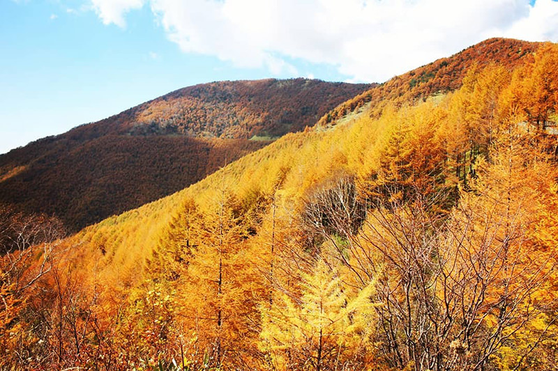 高峰高原　紅葉の風景