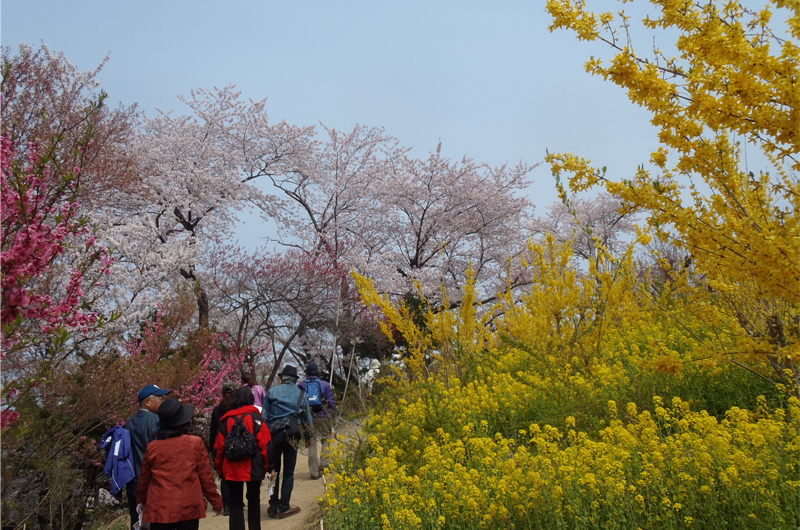 花見山公園の山道