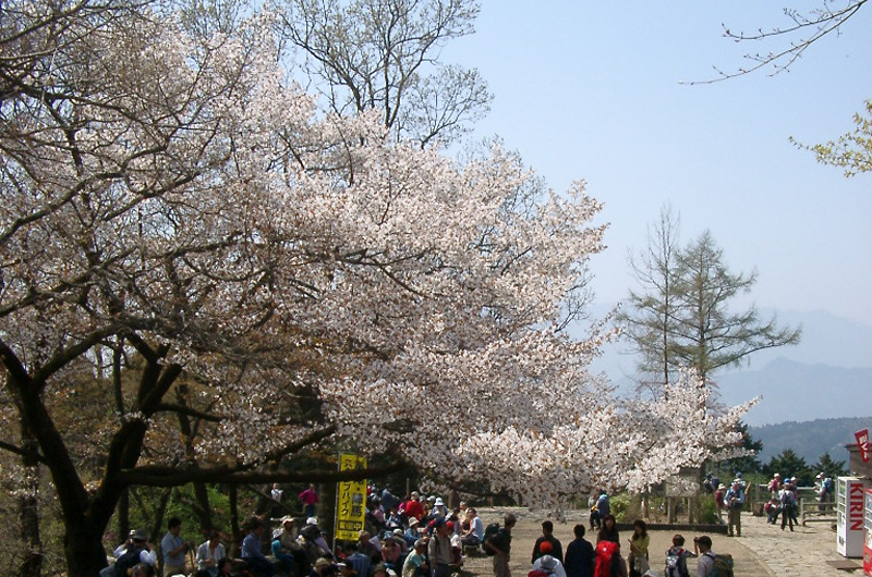 高尾山の頂上桜