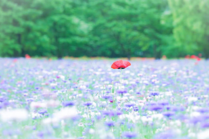 とちぎわんぱく公園の花畑 