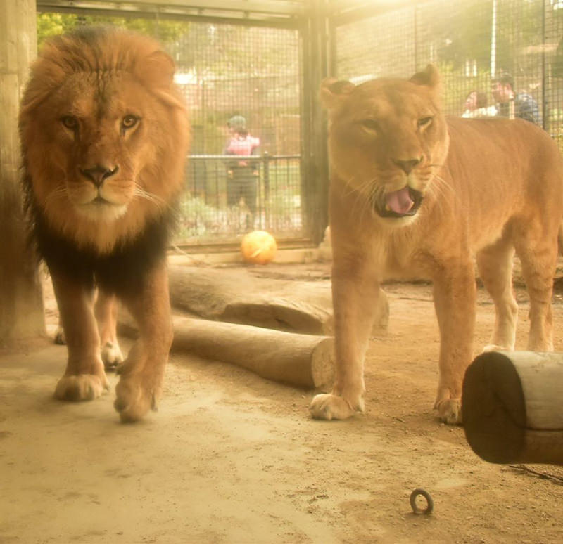 桐生が岡動物園　ライオン