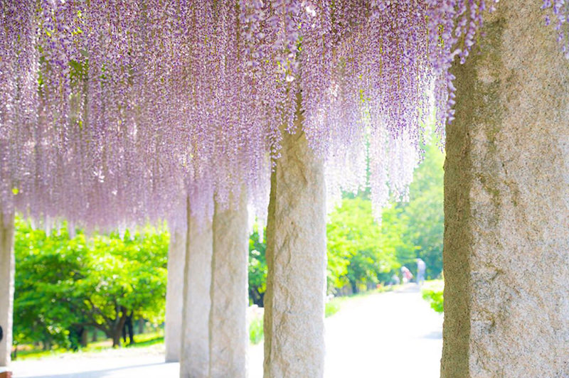 ふじの咲く丘の藤棚