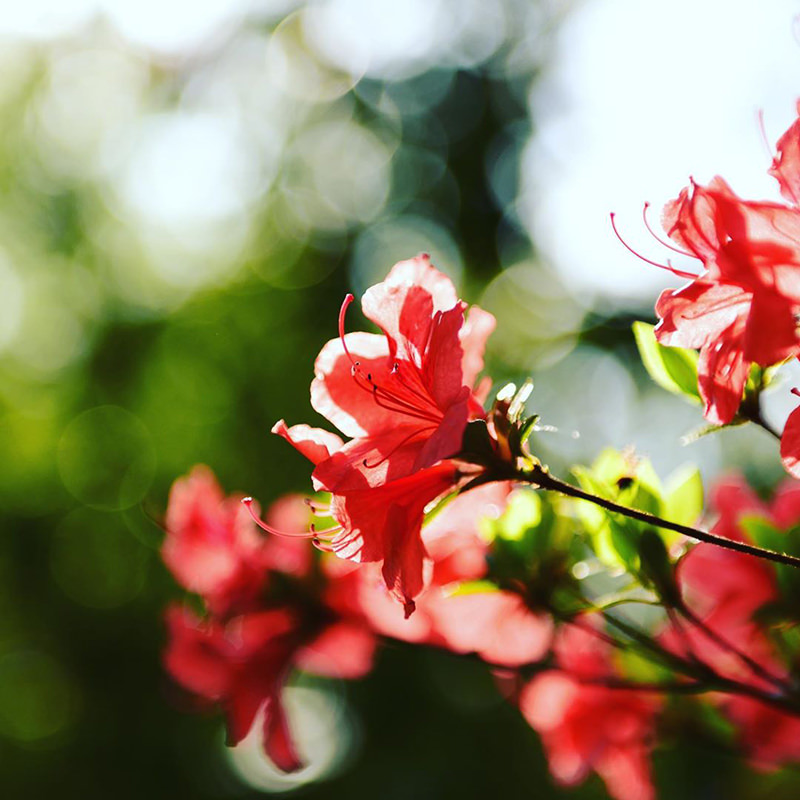 真っ赤に色づいたつつじの花