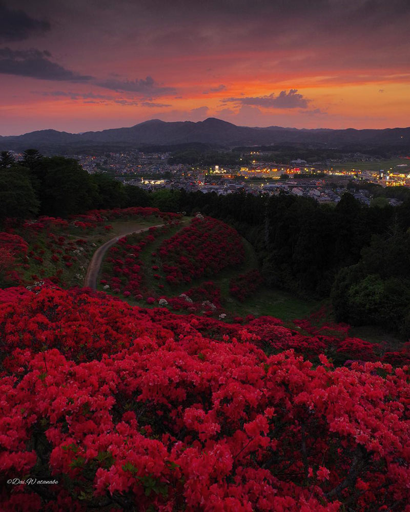 真っ赤なつつじと夕焼け