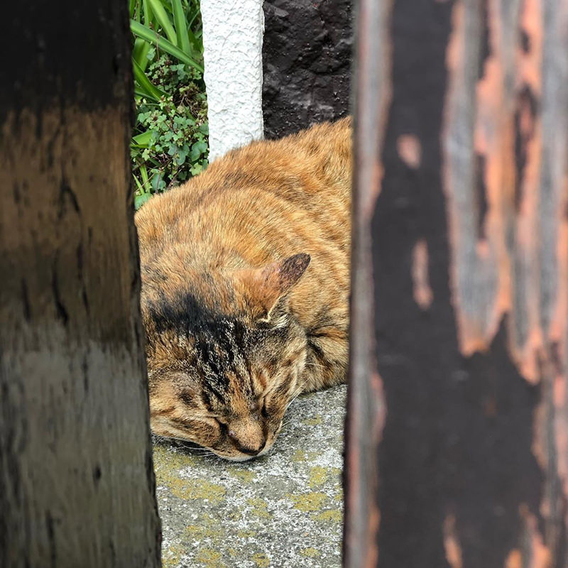 日暮里駅で見つけた猫