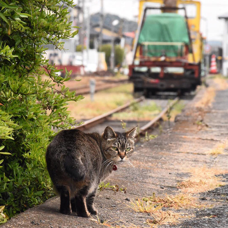 那珂湊駅にいる駅猫ミニさむちゃん