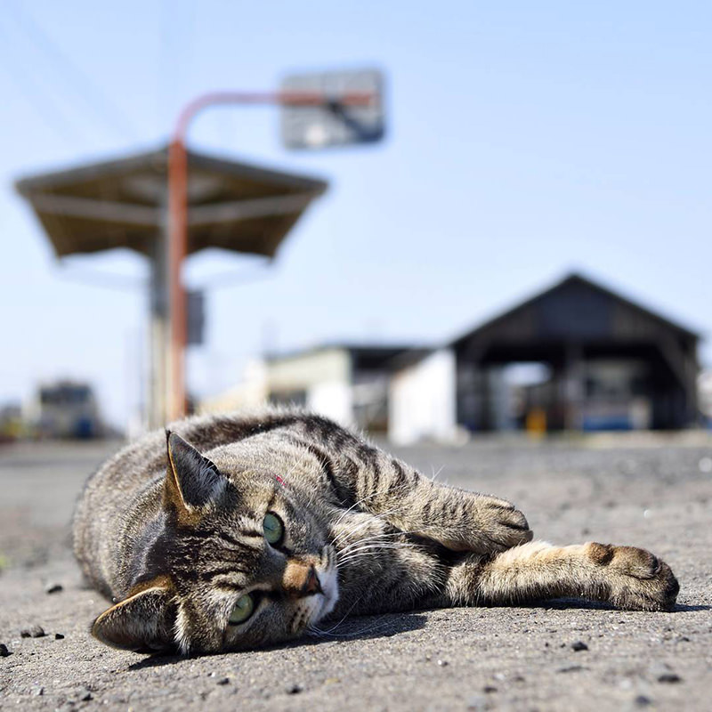 ひなたぼっこをしているミニさむちゃん