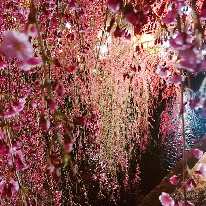 倉津川のしだれ桜