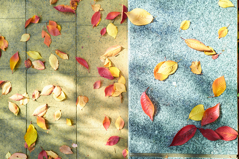 コンクリートの上の落ち葉　大村 祐里子さん提供