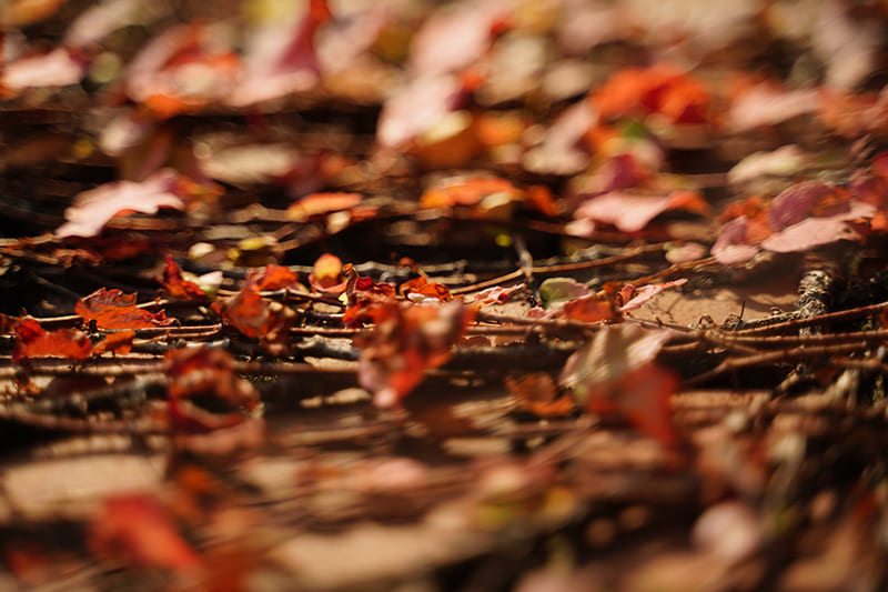 紅い落ち葉　大村 祐里子さん提供