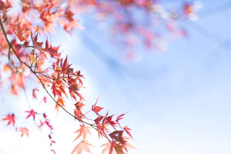 紅葉　大村 祐里子さん提供