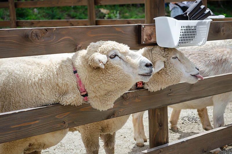 フォレストエリアの様子（写真提供：ホテルエピナール那須）