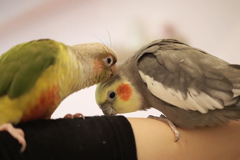 ことりカフェ上野本店のインコ（写真提供：株式会社ことりカフェ）。