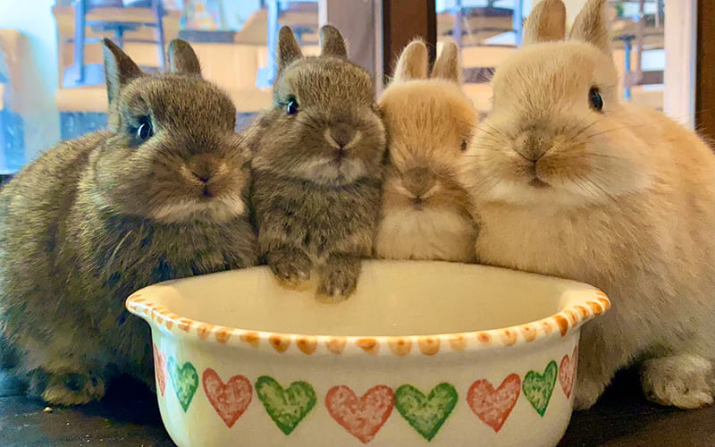 カフェミニヨンのうさぎ（写真提供：カフェミニヨン）。