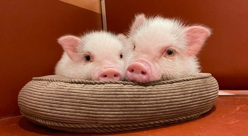 pignic cafe 代々木公園店のマイクロブタ（写真提供：株式会社pignic）。