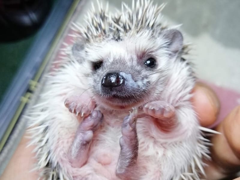 午前2時のハリネズミさんのハリネズミ（写真提供：午前2時のハリネズミさん）。