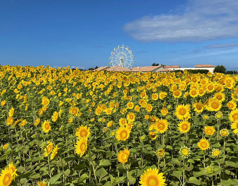 長井海の手公園 ソレイユの丘のひまわり畑（写真提供：長井海の手公園 ソレイユの丘）。