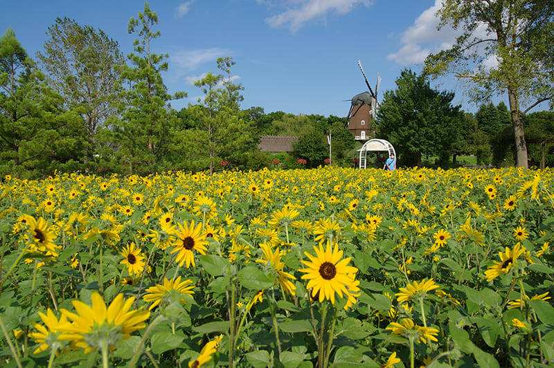 ふなばしアンデルセン公園のひまわり畑のようなひまわりめいろ（写真提供：ふなばしアンデルセン公園）。