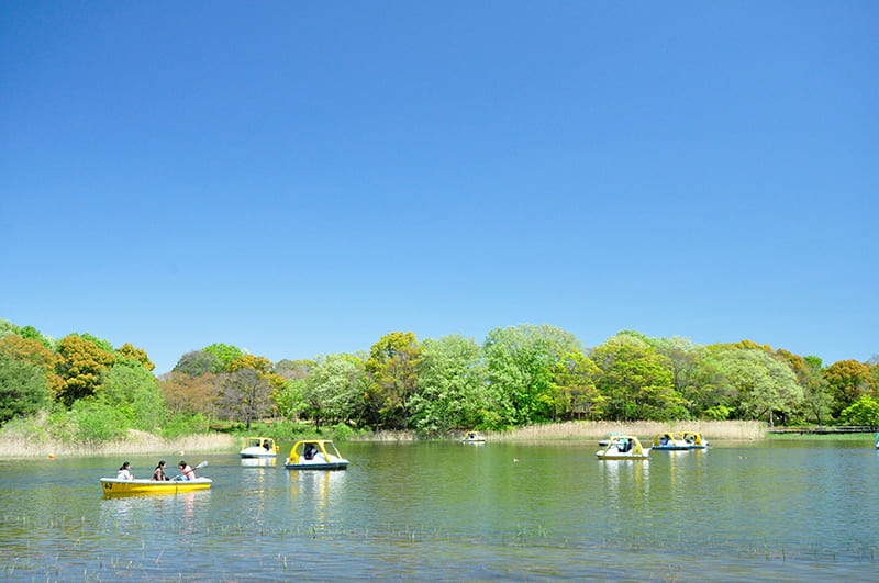 国営昭和記念公園の水鳥の池（写真提供：国営昭和記念公園）。