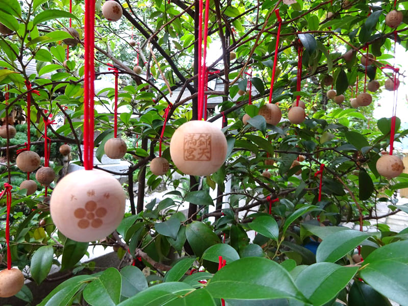 錦天満宮の「大願梅」（写真提供：錦天満宮）。
