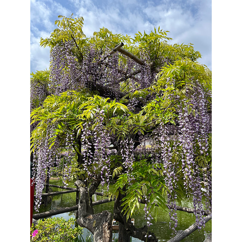 亀戸天神社の藤棚（写真提供：亀戸天神社）。