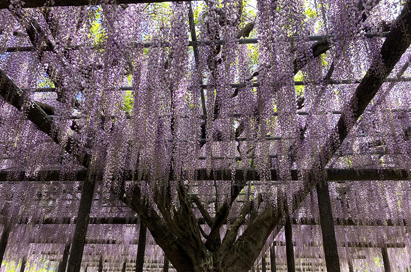玉敷公園の藤棚 （写真提供：加須市物産観光協会騎西支部）。