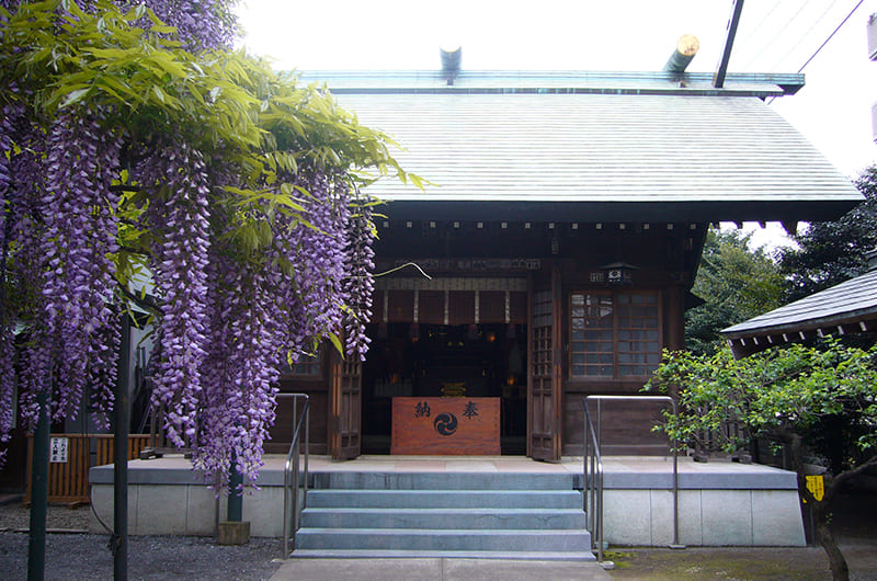國領神社の本殿と御神木「千年乃藤」（写真提供：國領神社）。