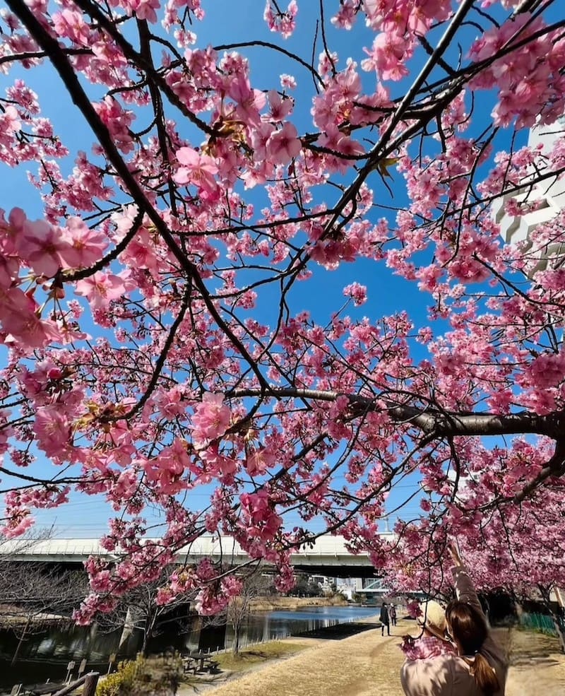 旧中川の河津桜（写真提供：江戸川区）。