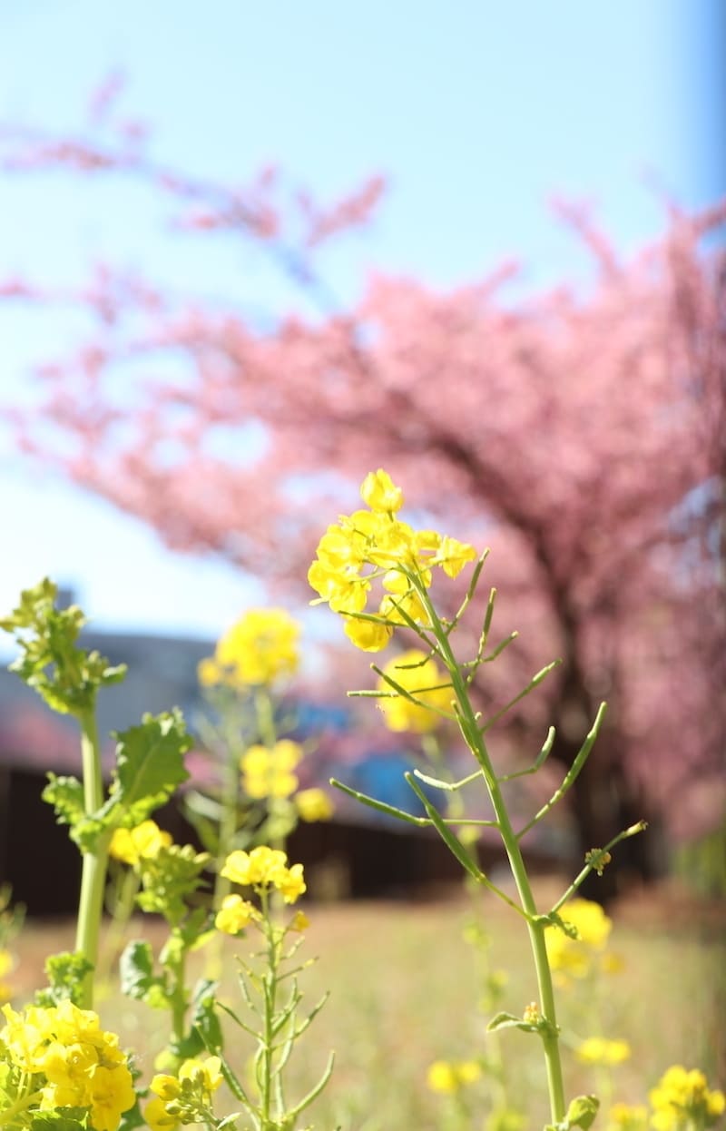 大横川の河津桜（写真提供：江東区）。