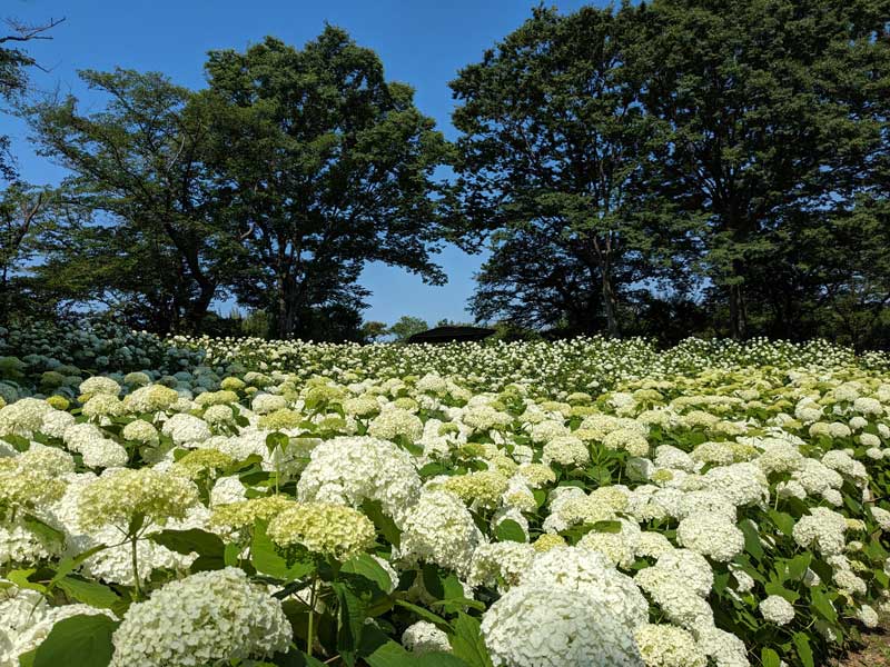 府中市郷土の森博物館の「アナベルの丘」（写真提供：府中市郷土の森博物館運営グループ）。