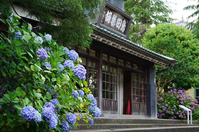 府中市郷土の森博物館の「旧島田家住宅」と紫陽花（写真提供：府中市郷土の森博物館運営グループ）。