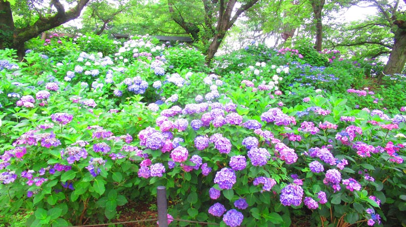 森田鉄工所 権現堂桜堤 Mirai Parkの紫陽花（写真提供：森田鉄工所 権現堂 Sakura Mirai Park）。