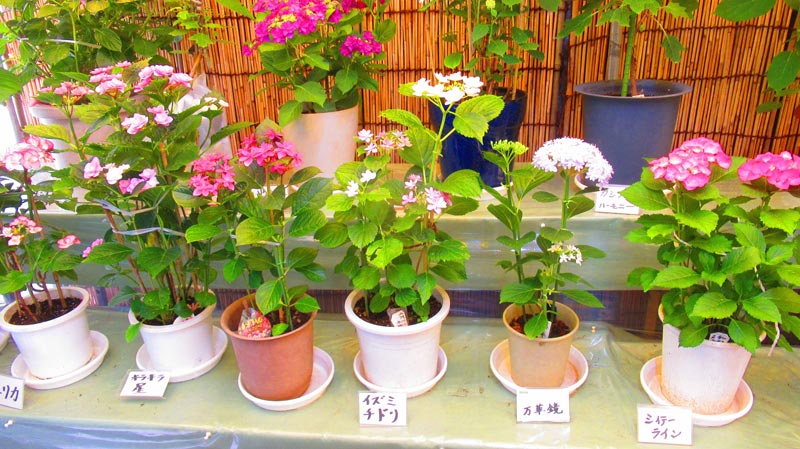 森田鉄工所 権現堂桜堤 Mirai Parkの「あじさいまつり」の様子（写真提供：森田鉄工所 権現堂 Sakura Mirai Park）。