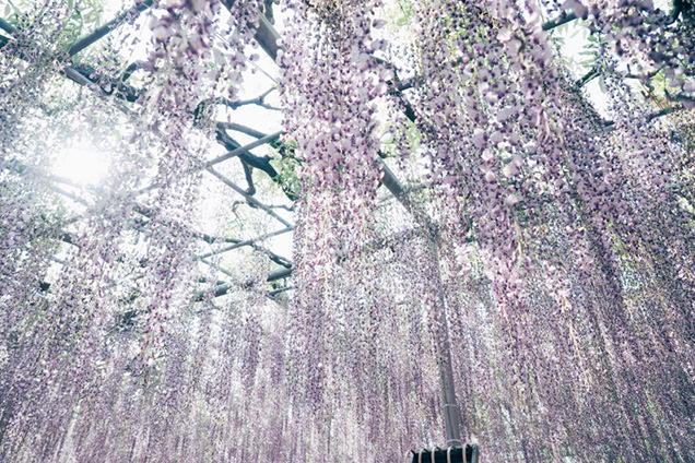 一度は見られてよかった藤の花